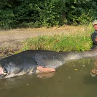 A fost pescuit un somn de 2,72 metri lungime. Unde a fost capturat și ce greutate are - FOTO Instagram via bild.de