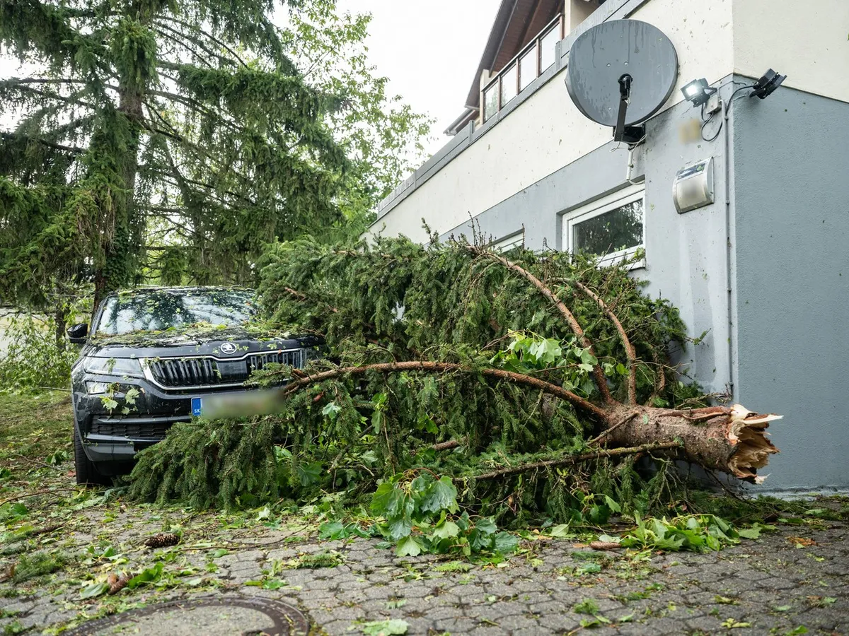 Copac căzut peste mașină - Foto: Profimedia Images (rol ilustrativ)