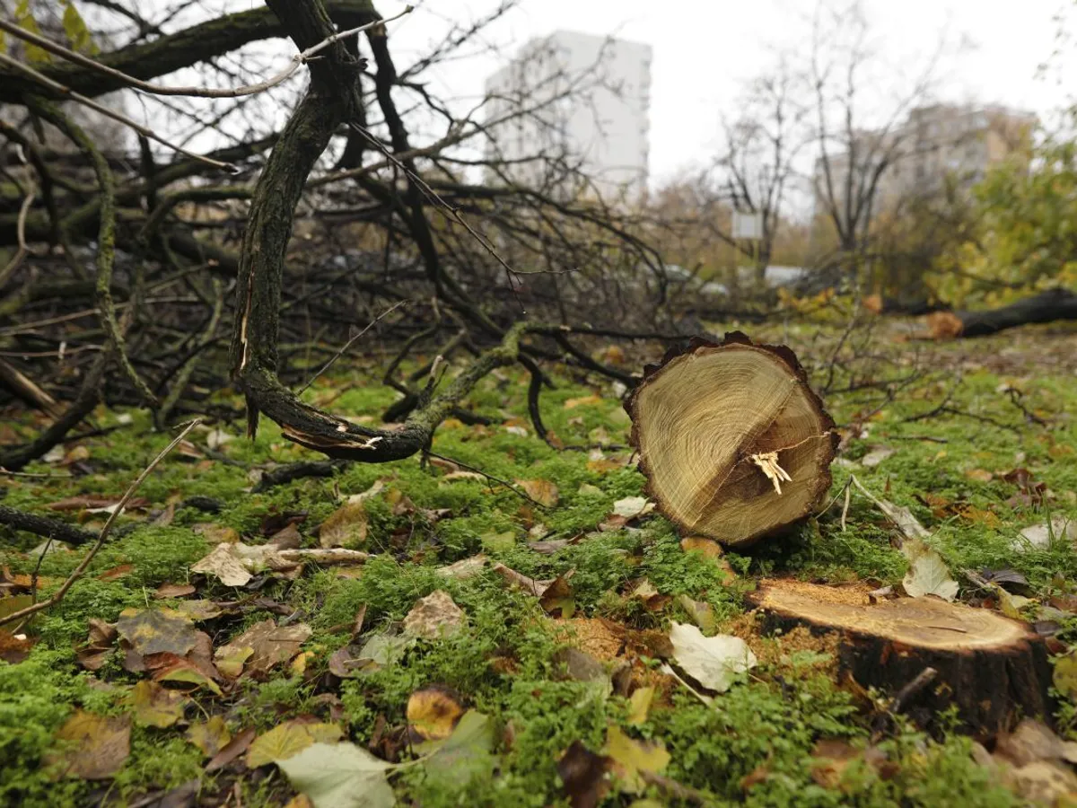 Noi tăeri ilegale de copaci, în Parcul IOR, partea retrocedată. Cine erau cei doi care tăiau ilegal copaci?