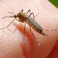 Primul caz de infectare cu virusul West Nile a fost confirmat în România. Detalii despre pacient - Foto:Profimedia(imagine cu rol ilustrativ)