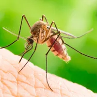 Încă două cazuri de meningită cu virus West-Nile în România. Unde a fost identificat - Foto: Arhivă / imagine cu caracter ilustrativ