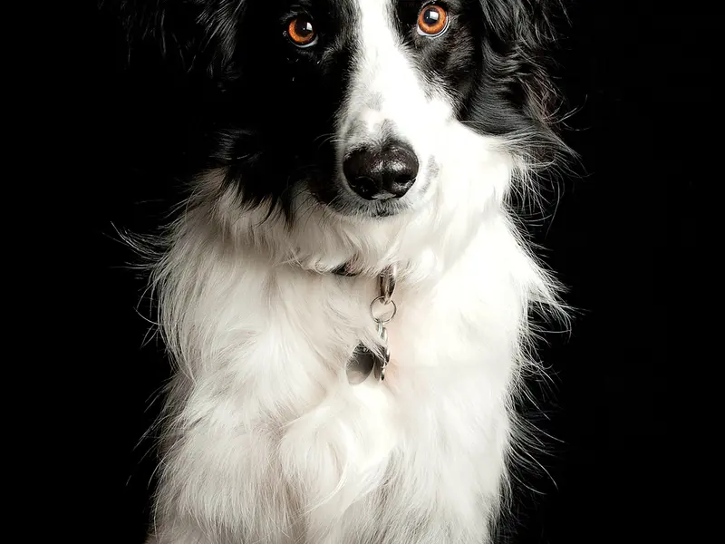 Border collie