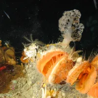 Noi specii descoperite în adevărate „oraşe” de pe fundul Oceanului Atlantic/FOTO: eu-atlas.org