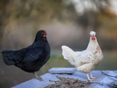 Două găini pe o masă - Foto: Pexels (Imagine cu rol ilustrativ)
