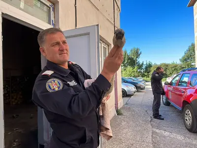 Pui de lebădă salvat de pompierii din Tulcea - Foto: ISU Tulcea