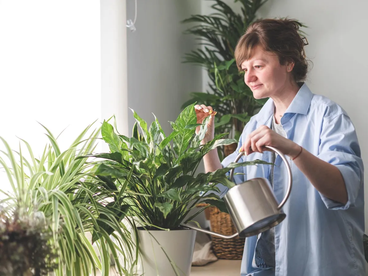 O femeie udă plantele de apartament - Foto: Magnific.com (Imagine cu rol ilustrativ)