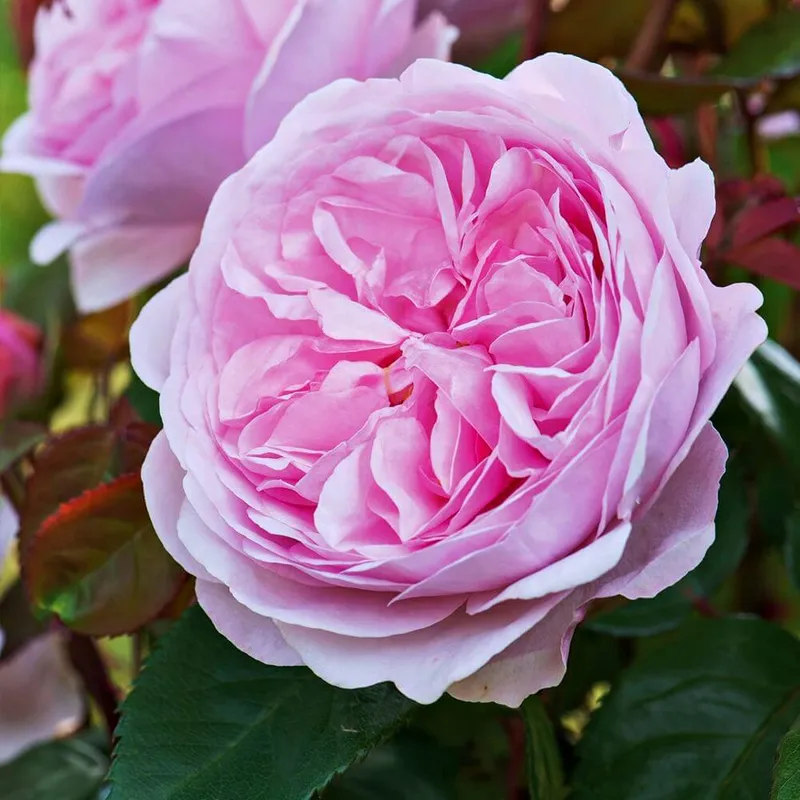 TRANDAFIRUL OLIVER ROSE AUSTIN - Foto: gradina-bijoux