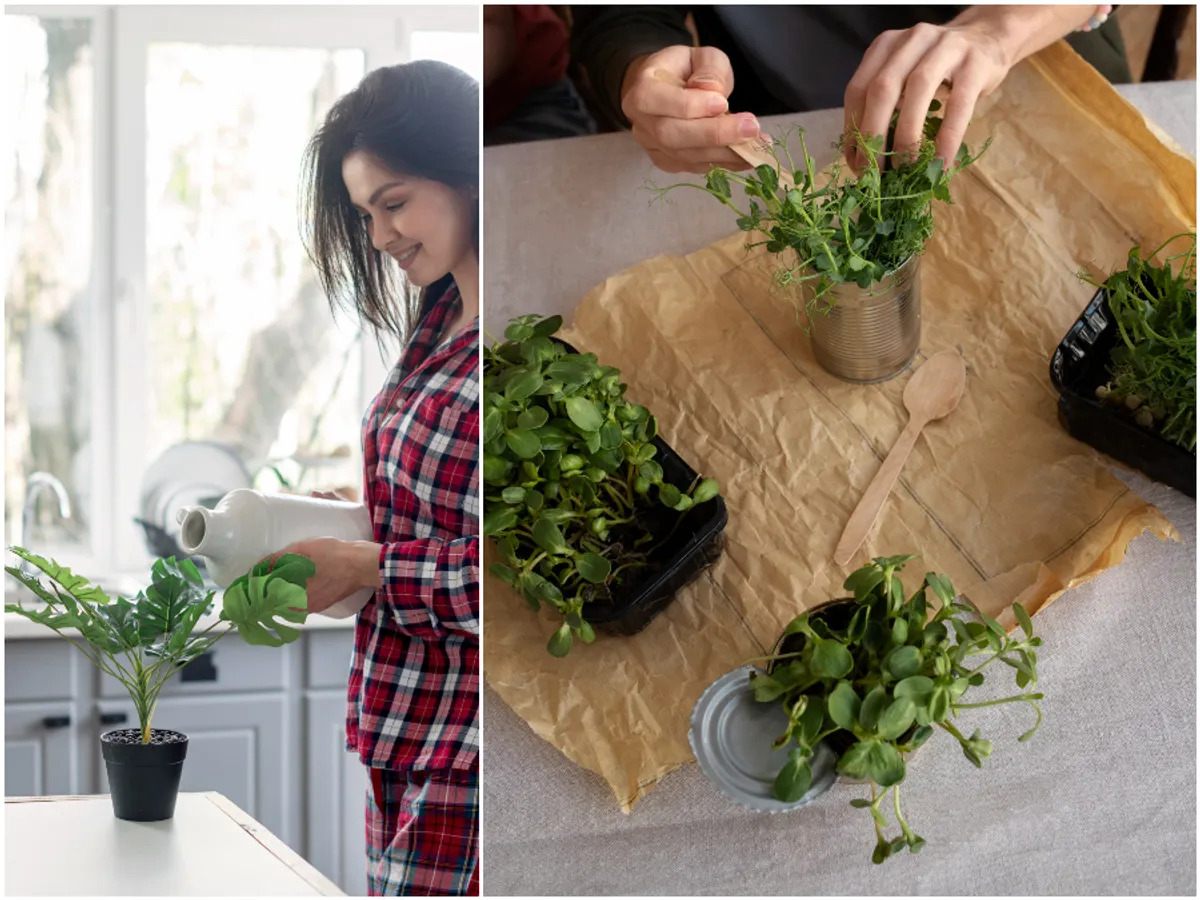 3 plante aromatice de avut în casă obligatoriu. Sunt magice: atrag norocul, liniștea și dragostea - FOTO: Freepik(imagine cu rol ilustrativ)