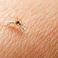 Țânțarii cu virusul West Nile au fost depistați în capitală. Ce trebuie să facă persoanele înțepate Foto: Freepik (fotografie cu caracter ilustrativ)
