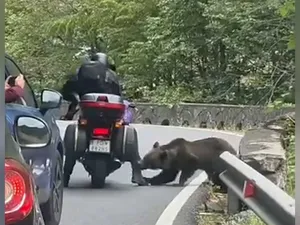 Un motociclist a fost mușcat de un urs pe Transfăgărășan. I-a golit ghiozdanul - Foto: Arhiva