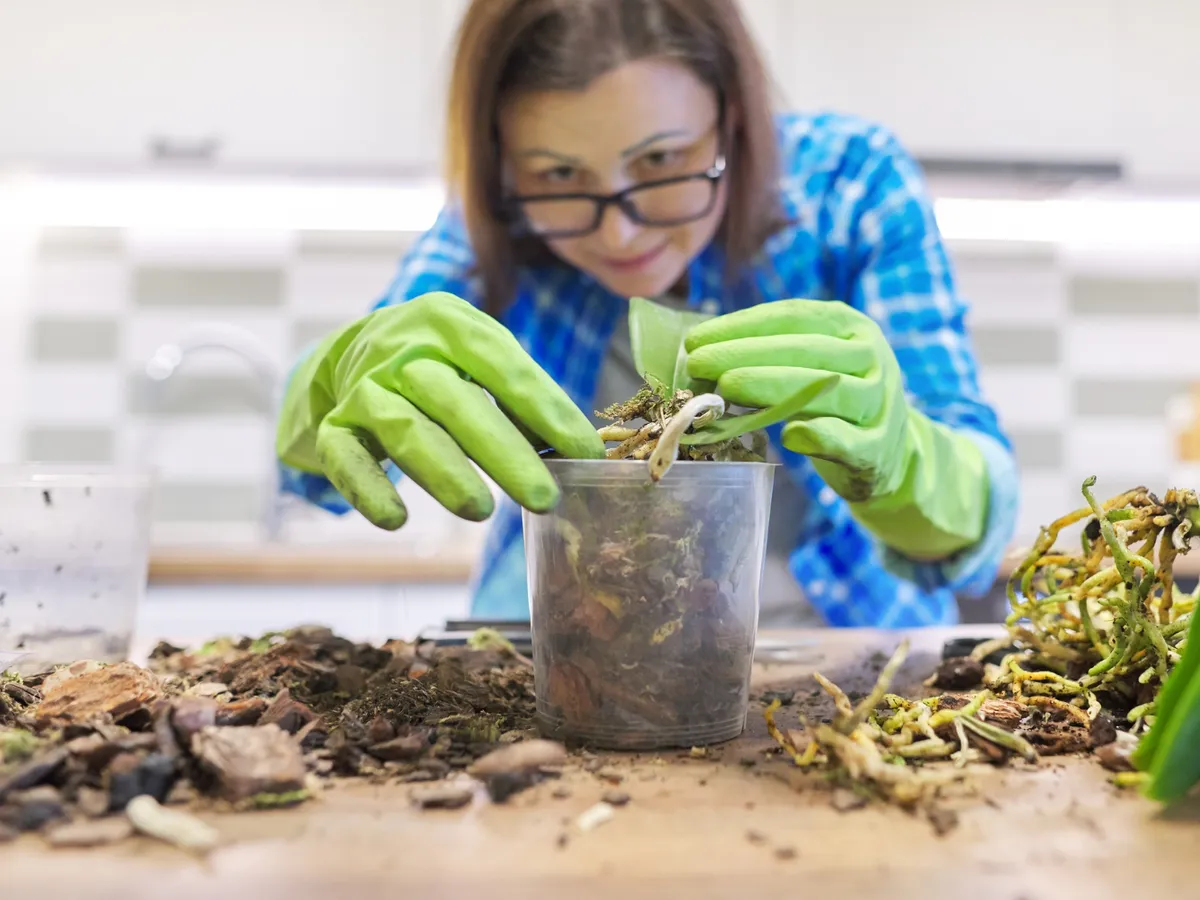 Semințele și florile pe care le poți semăna în luna martie. Nu trebuie să fie înghețat solul