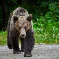 Minoră de 14 ani, însărcinată și un bărbat de 68 de ani, atacați de un urs într-o pădure din Brașov - Foto: Profimedia images
