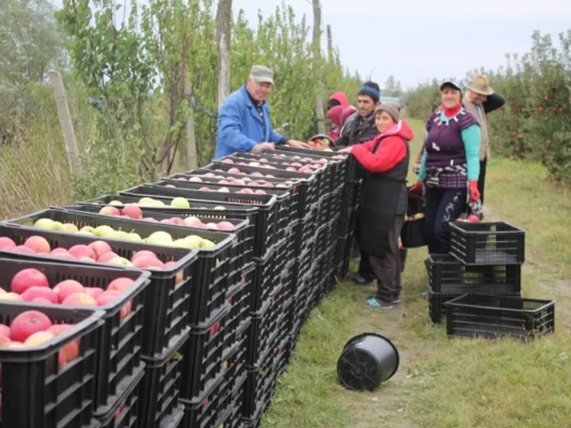 30.000 lei amendă pentru patru țărani ce vindeau mere la marginea drumului - Viața liberă