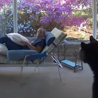 Proprietarul speriat de un urs care a intrat în curtea lui - Foto: Captură Youtube