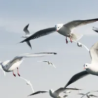 Aeroportul din Veneția închis din cauza pescărușilor. Zborurile au fost deviate - Foto: profimedia / imagine cu caracter ilustrativ