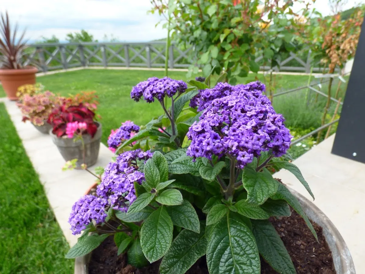 Florile care se răspândesc pe 2 km un parfum delicat de vanilie. Transformă grădina într-o oază de vară