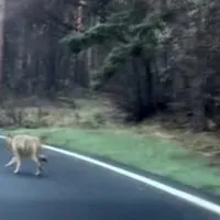 Biciclist urmărit de lup pe o șosea din România, Cum a scăpat și ce a urmat? - Foto: Captura video