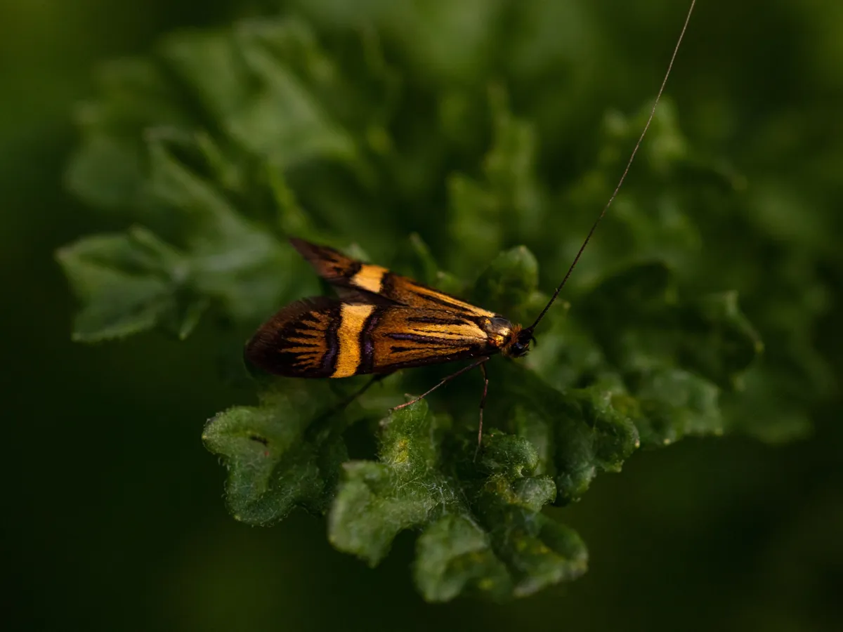 Insecte Foto: Freepik (imagine cu rol ilustrativ)