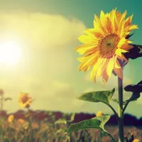 Săptămâna viitoare vor fi temperaturi și de 29 de grade