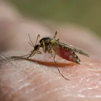 Cum să alungi țânțarii din casă, fără chimicale? Trucul simplu și natural folosind hârtie igienică - Foto: Profimediaimages.ro (Imagine cu rol ilustrativ)