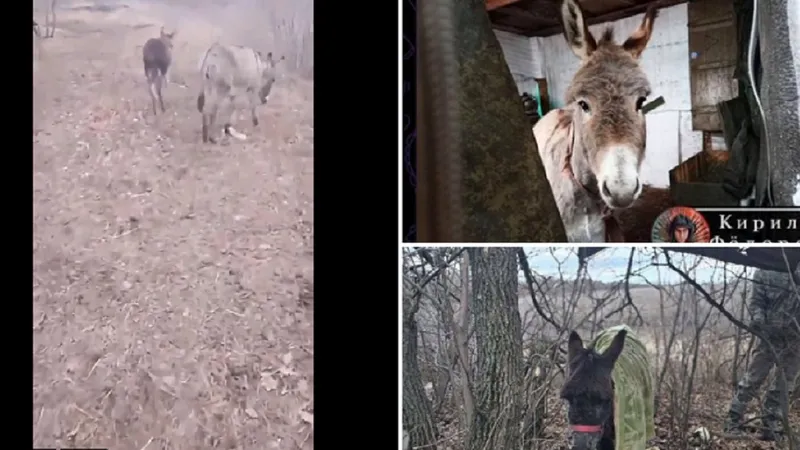 VIDEO Rusia folosește măgari să transporte provizii și arme. Blindatele, puse pe butuci de Ucraina - FOTO: X