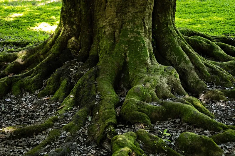 Rădăcini - Foto: Freepik