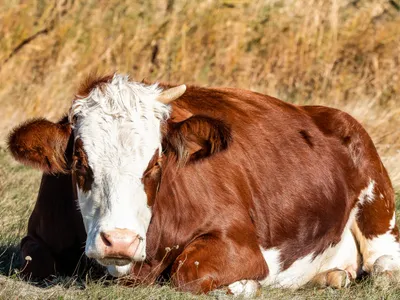 Vaca Foto: Freepik (imagine cu rol ilustrativ)