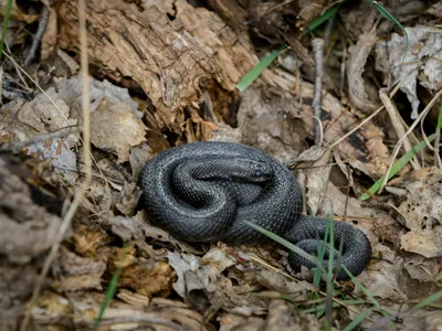 Șerpii veninoți ajung în gospodăriile românilor. Reptilele sunt extrem de periculoase Foto: Pexels (fotografie cu caracter ilustrativ)