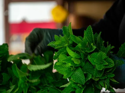 Mentă - Foto: Pexels (Imagine cu rol ilustrativ)