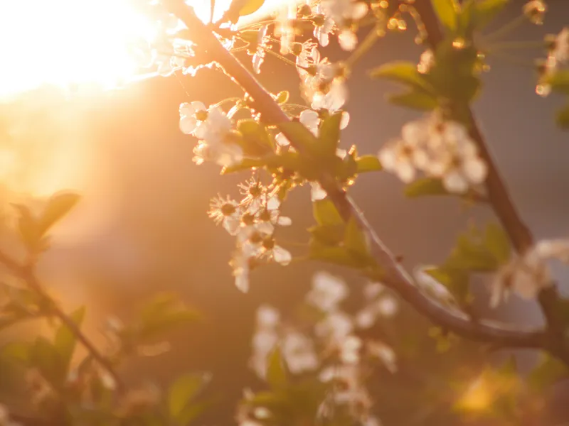 Meteorologii au anunțat când vine căldura. Va fi mai cald decât în mod obișnuit în aprilie Foto: Pexels (fotografie cu caracter ilustrativ)