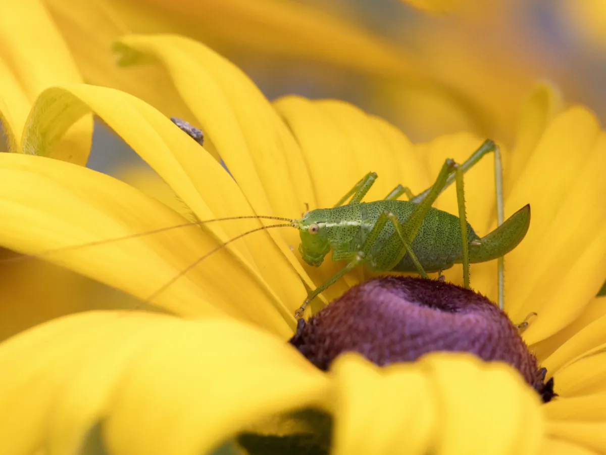 Apocalipsa insectelor: gerul de -10°C le îngheață de vii, iar natura resimte deja primele efecte dramatice