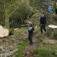 „Copacul lui Robin Hood” din UK, un arțar vechi de 300 ani, a fost tăiat. Doi suspecți, anchetați - Foto: Profimedia Images