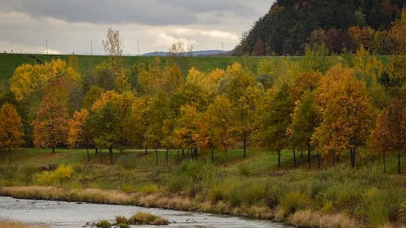 Ţara în care va fi oprită tăierea pădurilor - Foto: Pexels/Aleksandra S