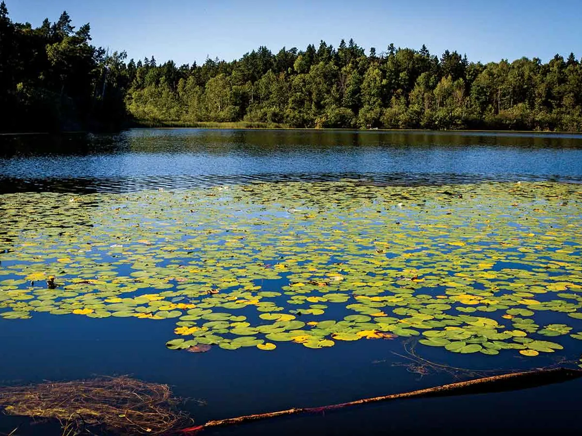 Rezervația Naturală Judarskogen - Stockholm