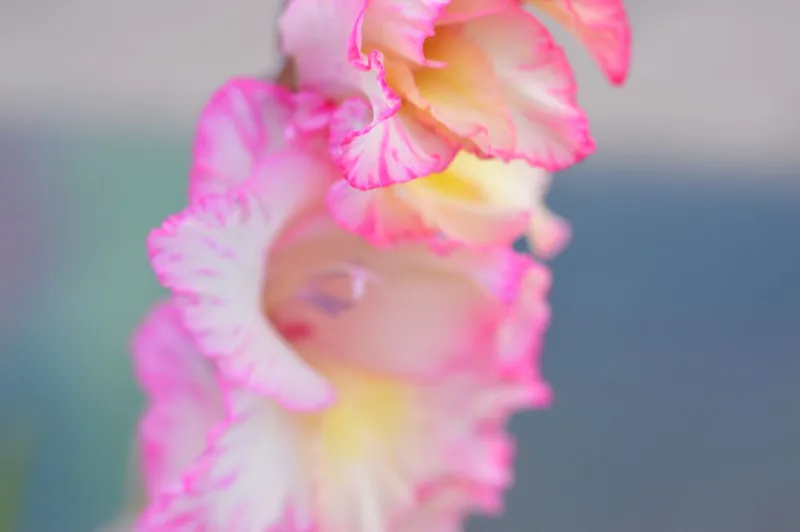 Gladiole - Foto: Pexels (Imagine cu rol ilustrativ)