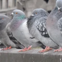 Trucul prin care scapi de porumbeii din balcon care fac mizerie. Te costă doar 3 lei - Foto: Edifica.ro / imagine rol ilustrativ