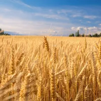 Războiul declanșează o criză alimentară globală. Porumbul, soia, uleiul, prețuri în creștere / Food Business News