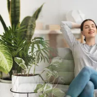 Planta pe care trebuie neapărat să o ai în locuința ta! Este ca un umidificator și elimină condensul - Foto: Istock / imagine cu rol ilustrativ