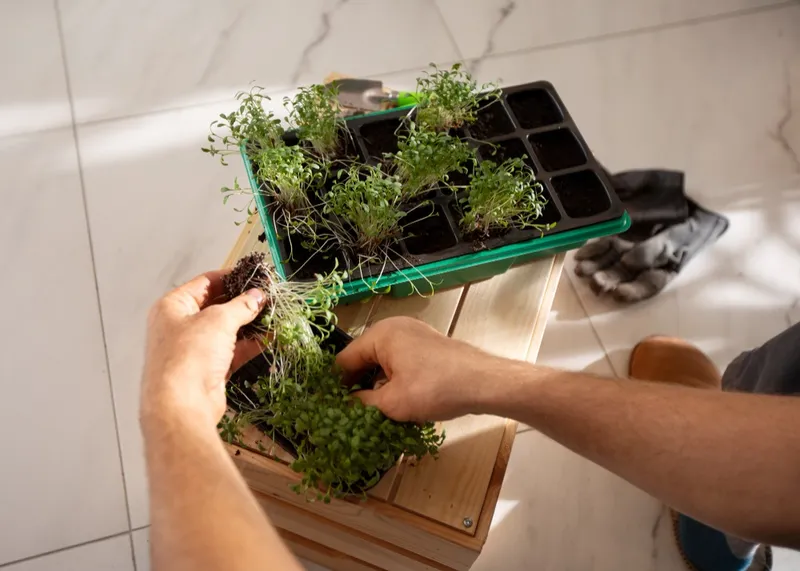 Plante - Foto: Freepik (rol ilustrativ)