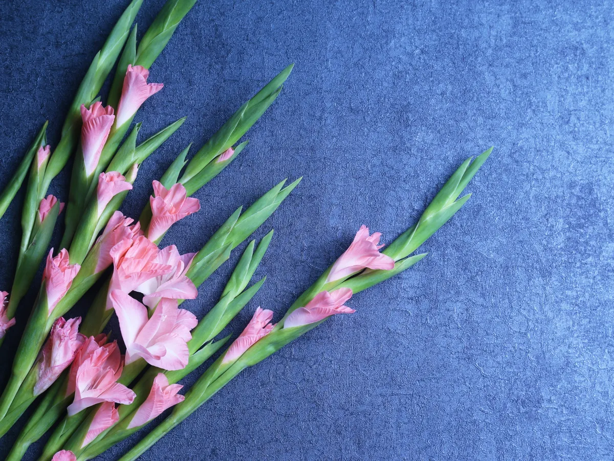 Gladiolă Foto: Freepik (imagine cu rol ilustrativ)