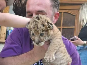 Un ligru s-a născut la Grădina Zoo din Suceava. Există doar câteva exemplare în toată lumea Foto: Monitorul de Suceava