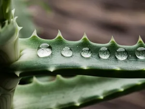 Aloe vera în loc de viță de vie. Schimbările climatice duc la modificarea culturilor Foto: Freepik (fotografie cu caracter ilustrativ)