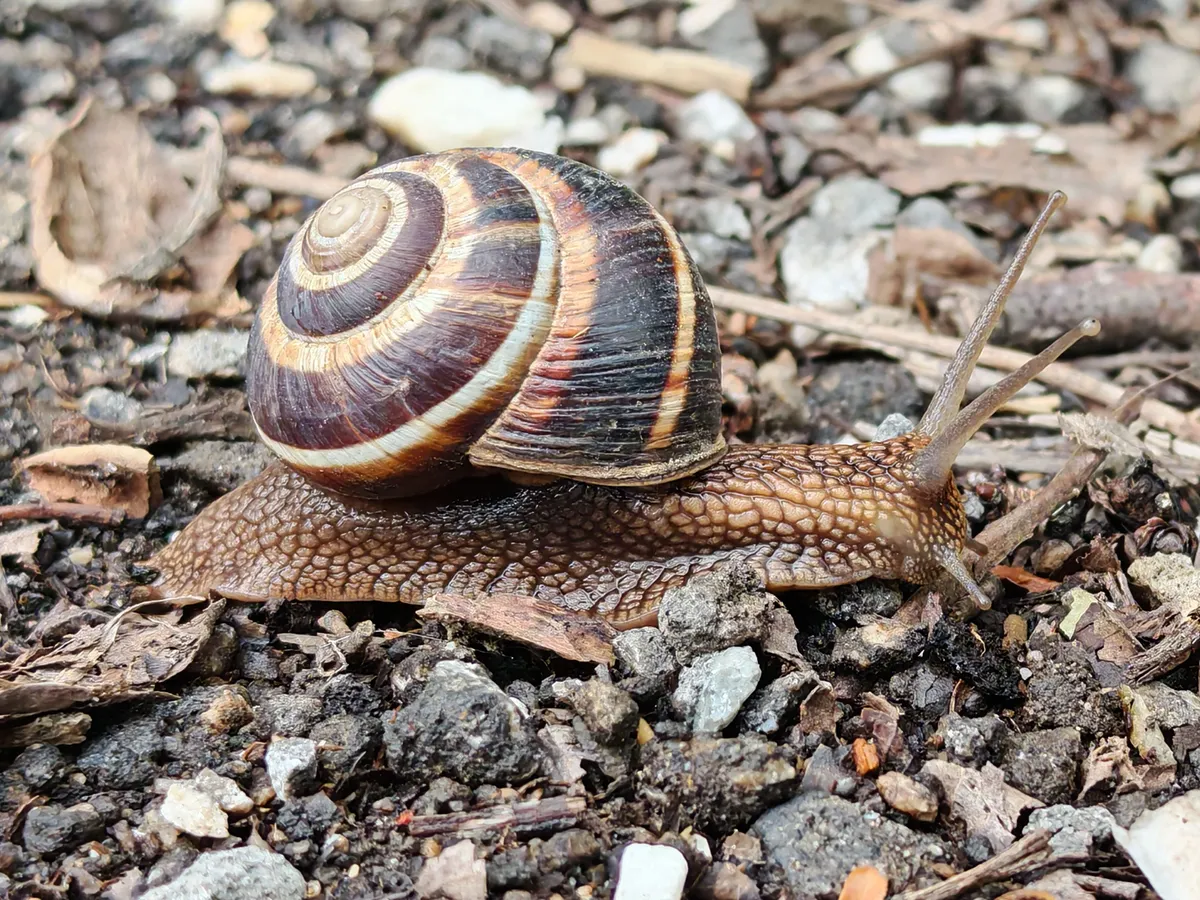 Melci Foto: Pexels (imagine cu rol ilustrativ)