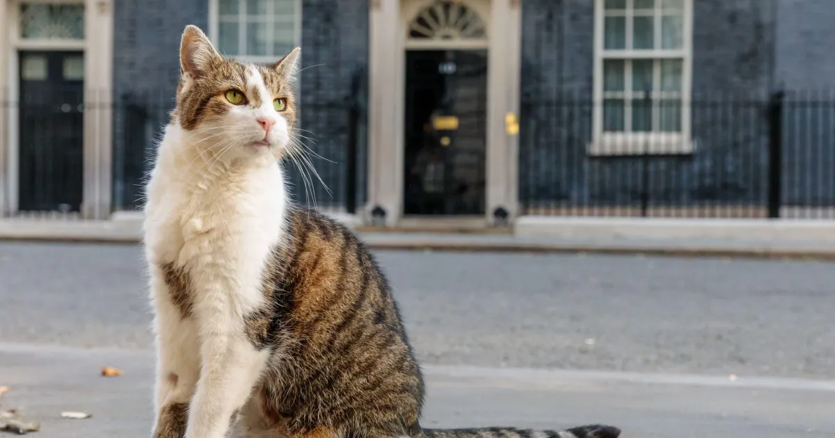 Cum un motan simplu a devenit superstar la una dintre cele mai faimoase adrese din lume. Are 15 ani • Newsweek România