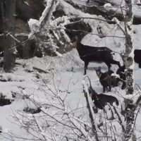 Caprele negre și puii lor. Sursa: Captură video Romsilva