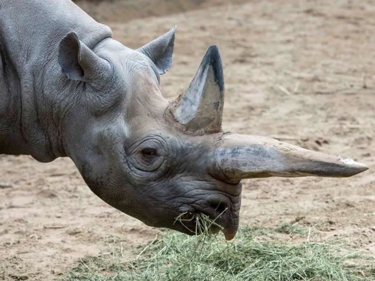 Kilaguni a trăit 46 de ani și a avut cinci urmași Foto: Zoo Berlin