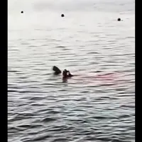 O turistă care făcea snorkeling, atacată mortal de un rechin în apropiere de Hurghada. / Foto: captură video