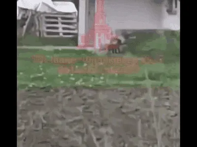 Un animal ciudat a ieșit dintr-o pădure din vestul Ucrainei, aproape de granița cu România. Reacțiile apărute pe internet