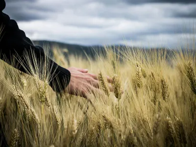 Bărbat verificând calitatea cerealelor cultivate - Foto: Pexels/Giuseppe Russo