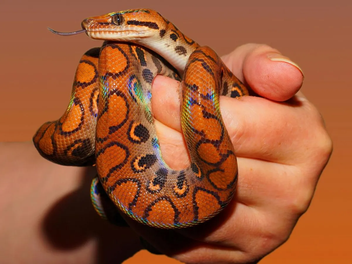 Femeie ţinând în mână un şarpe - Foto: Pexels/Pixabay